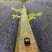 正宗海南黄花梨黄花梨树苗降香黄檀苗名贵树苗**绿植树带土带叶