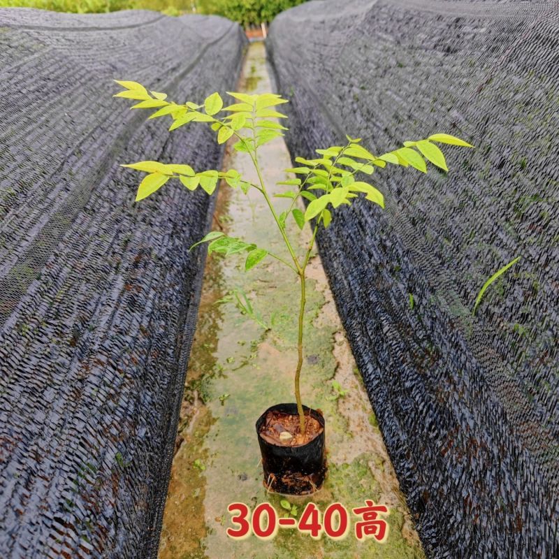 正宗海南黄花梨黄花梨树苗降香黄檀苗名贵树苗**绿植树带土带叶