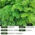 正宗海南黄花梨黄花梨树苗降香黄檀苗名贵树苗**绿植树带土带叶