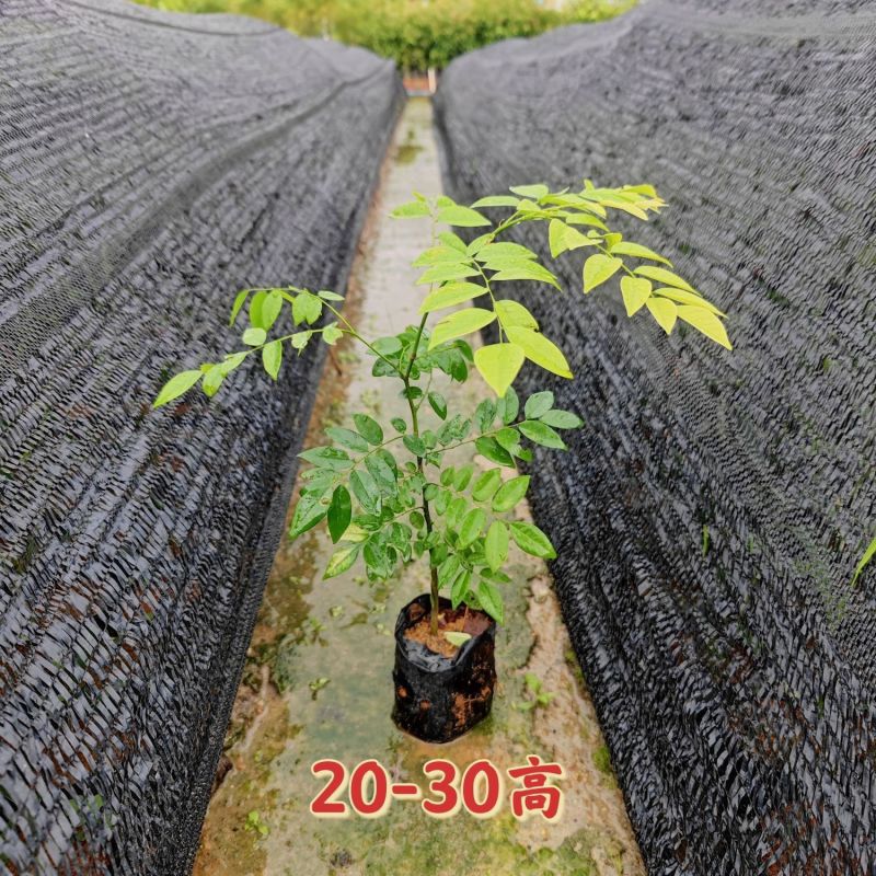 正宗海南黄花梨黄花梨树苗降香黄檀苗名贵树苗**绿植树带土带叶