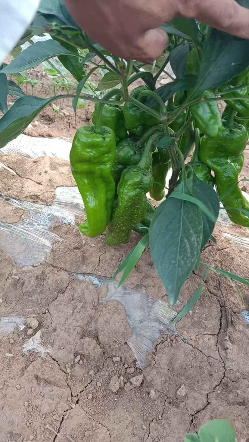 芜湖椒大量有货产地直销品质保障一手货源全国通发
