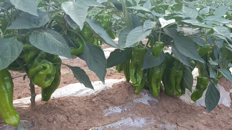 芜湖椒大量有货产地直销品质保障一手货源全国通发