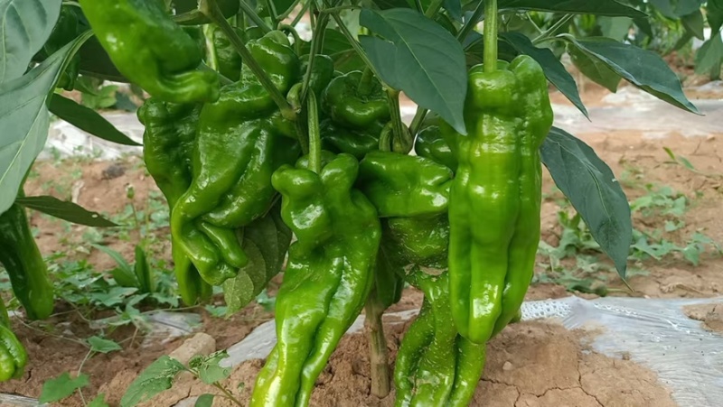 芜湖椒大量有货产地直销品质保障一手货源全国通发