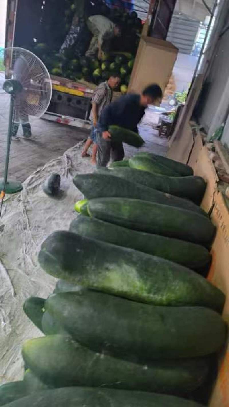 精品黑皮冬瓜，产地直发量大优惠。欢迎新老客户前来合作