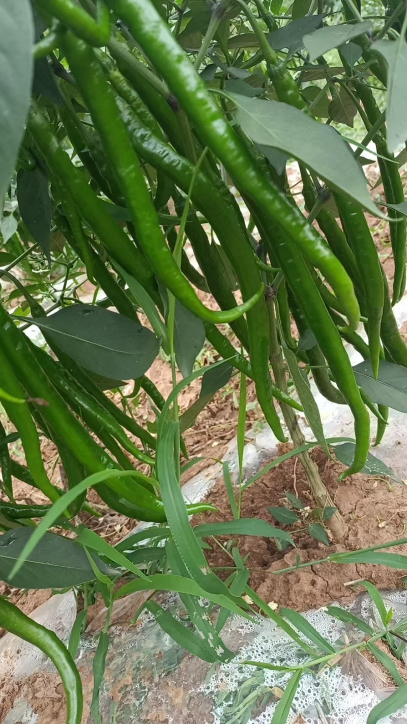 线椒品质保障价格实惠产地直发一手货源大量有货