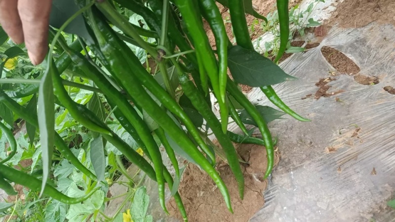 线椒品质保障价格实惠产地直发一手货源大量有货