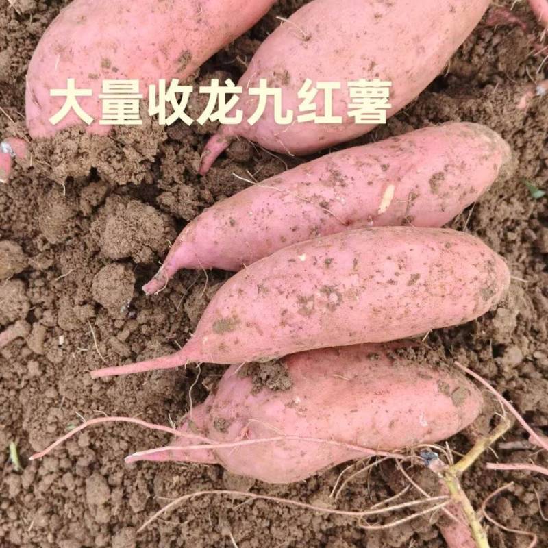 龙久红薯鹿邑县产地面积十万亩大量供应产地直发