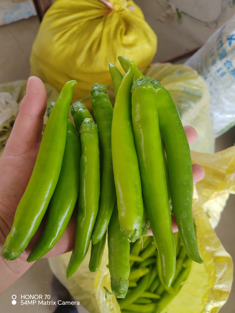 青杭椒，市场货，工厂货，大量供应
