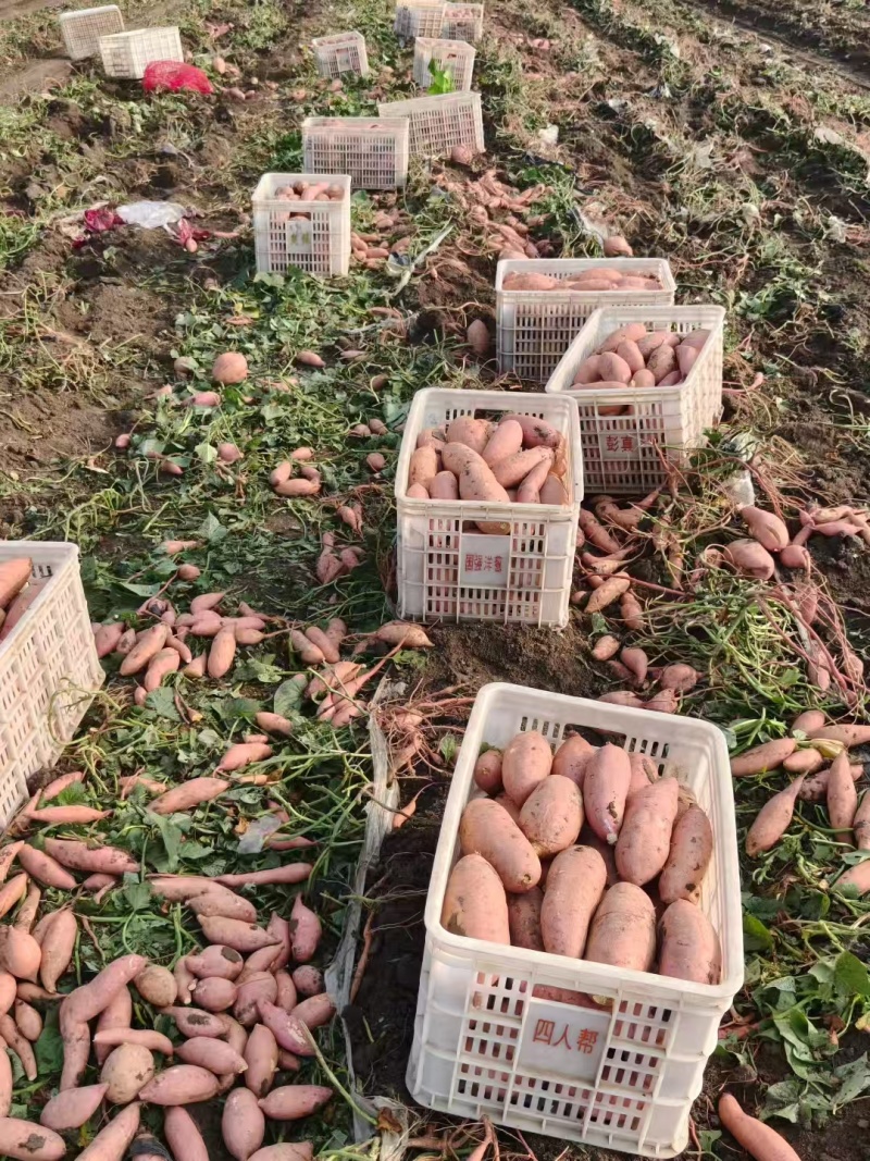 龙久红薯鹿邑县产地面积十万亩大量供应产地直发