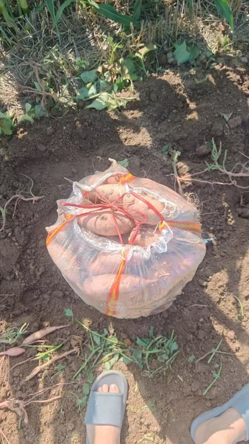 龙久红薯鹿邑县产地面积十万亩大量供应产地直发