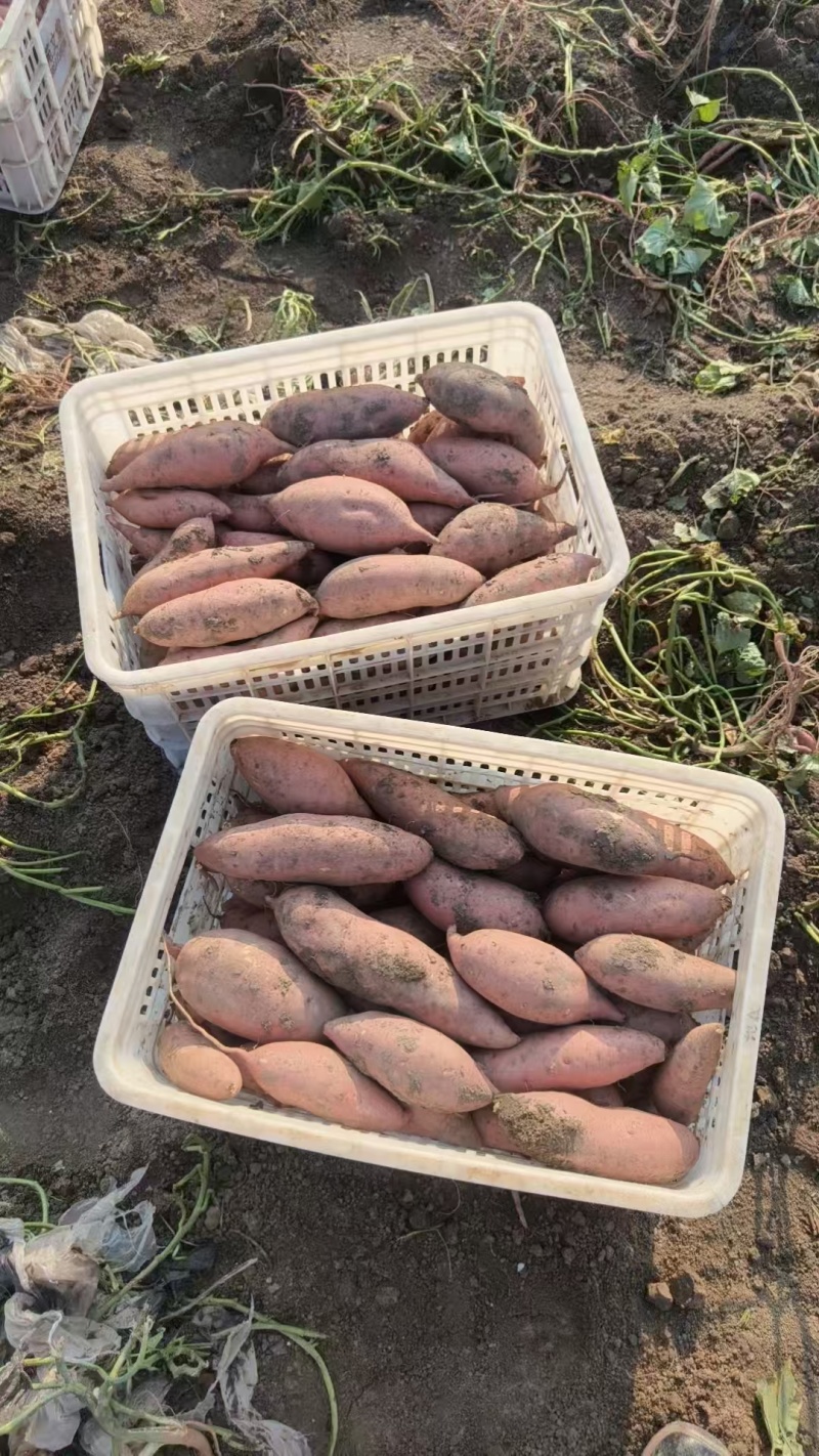 龙久红薯鹿邑县产地面积十万亩大量供应产地直发