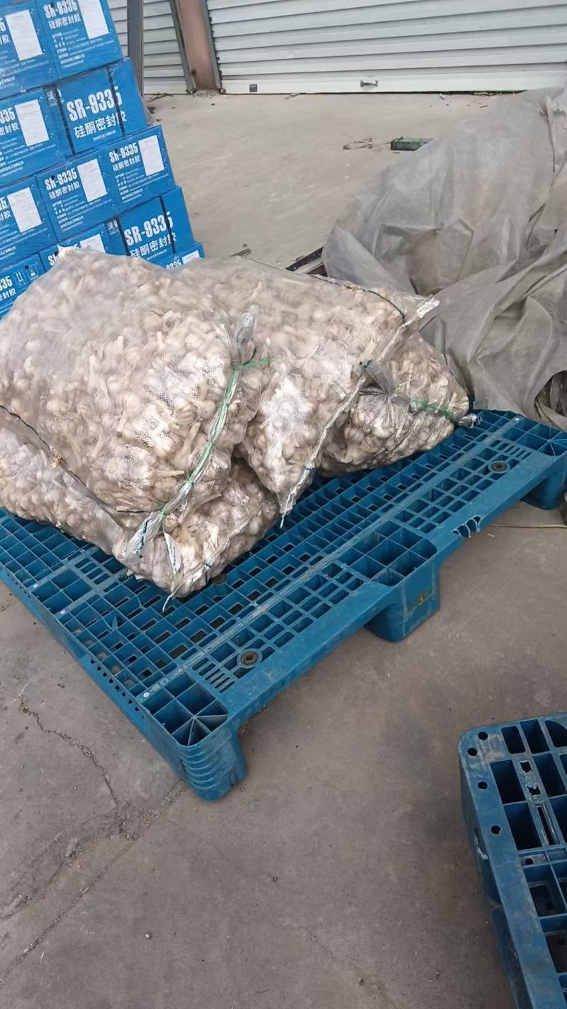 红根蒜苗种子