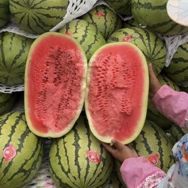 内蒙古金城五号西瓜/沙地西瓜大量接单品质保证诚信合作