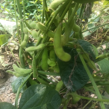 鲜毛豆