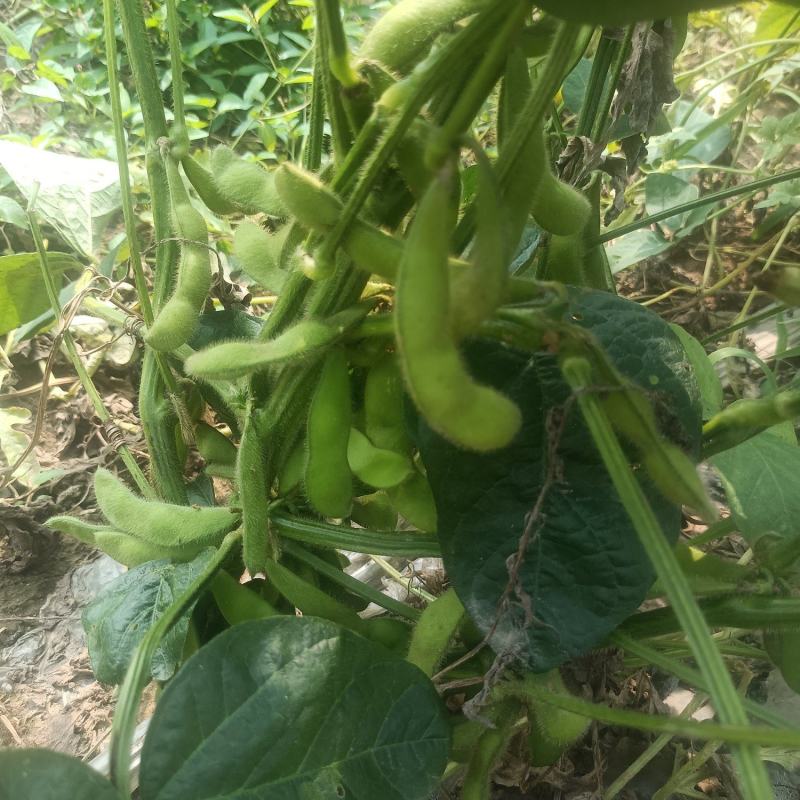 鲜毛豆