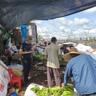 湛江香蕉种植基地，百亩货源稳定供货，可以选择挑选欢迎来问