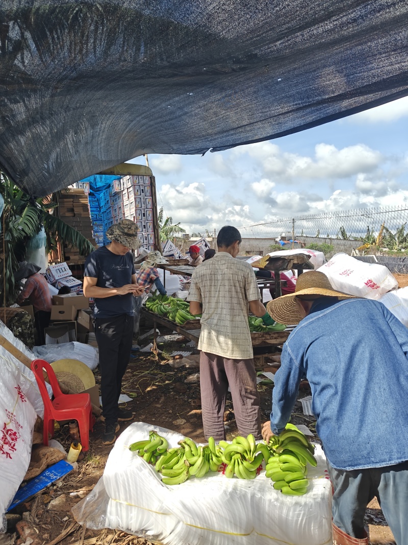 湛江香蕉种植基地，百亩货源稳定供货，可以选择挑选欢迎来问