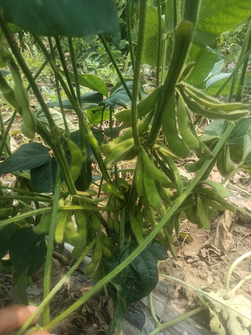 鲜毛豆