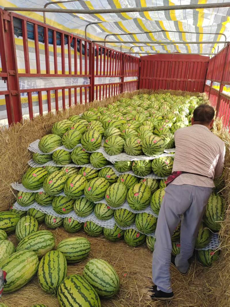 内蒙古沙地西瓜大量接单价格美丽量大从优欢迎来电