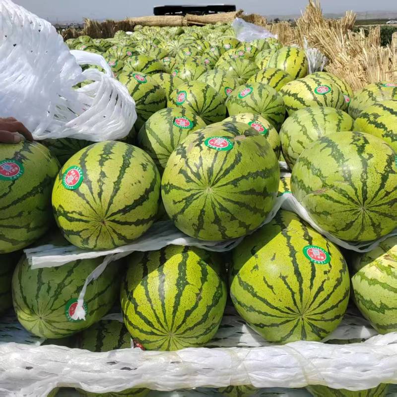 内蒙古沙土地西瓜大量接单价格美丽量大从优欢迎来电
