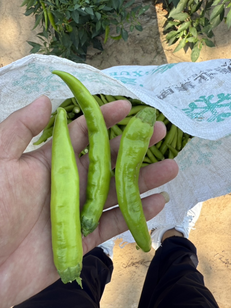 河北邯郸津红1号鲜辣椒新鲜杭椒基地直供欢迎来电咨询
