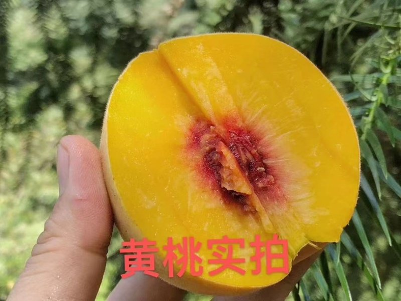 锦绣黄桃—湖北京山，不套带更加香甜一手货源量大