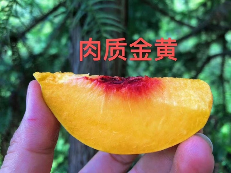 锦绣黄桃—湖北京山，不套带更加香甜一手货源量大