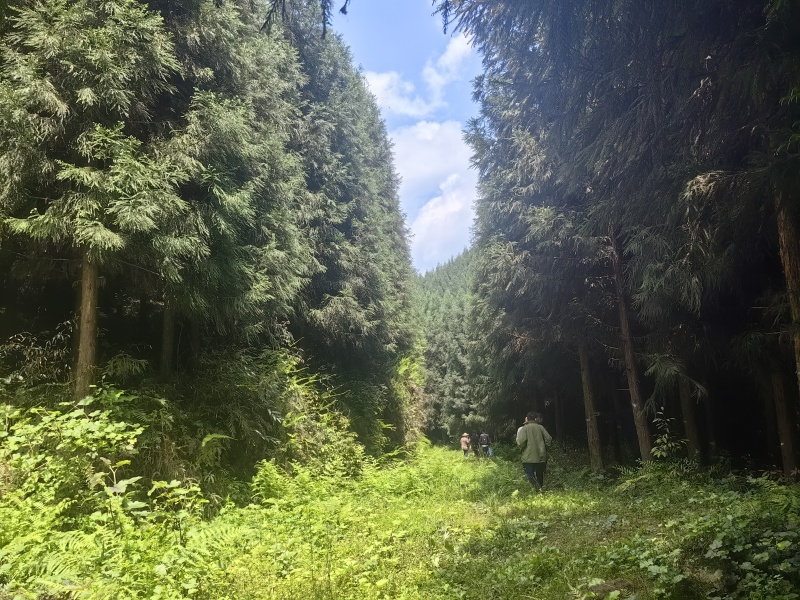 转让林权、林木