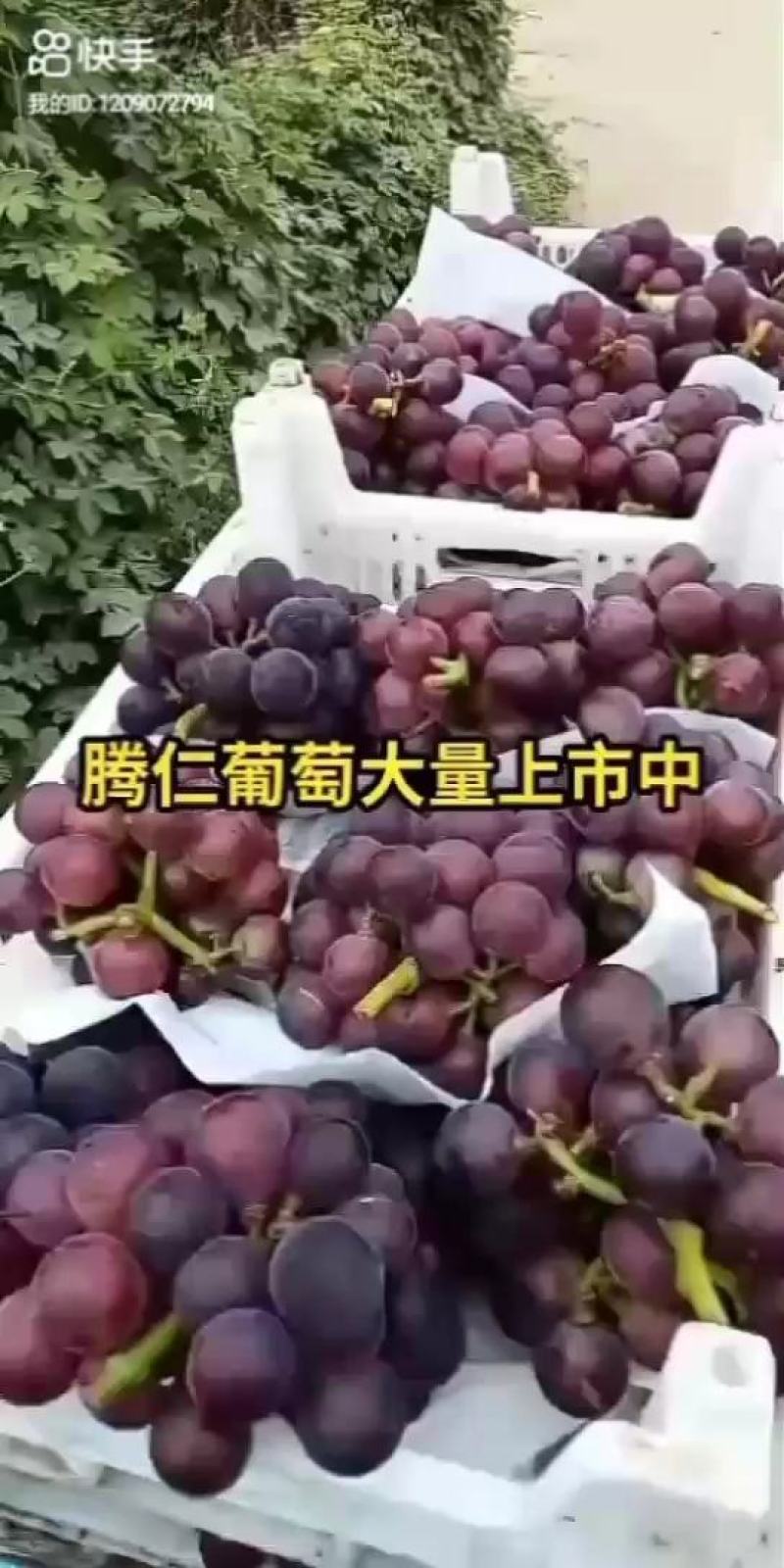 乒乓球葡萄