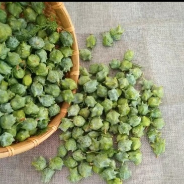 我要卖新鲜柏果