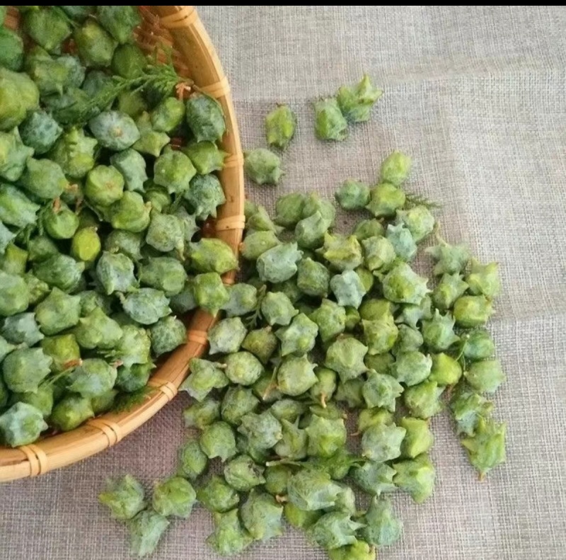 我要卖新鲜柏果