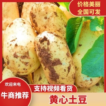 精品河北围场土豆，沃土v7实验一等，新鲜上市产地现挖现卖