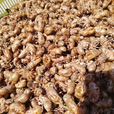 山东精品半沙蝉蜕大壳