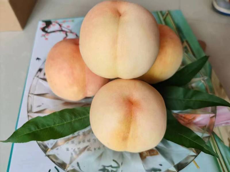 江苏阳山袋水蜜桃大量上市中，产地一手货源，视频看货