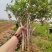 金银花苗，树型金银花一手货源，包技术包回收