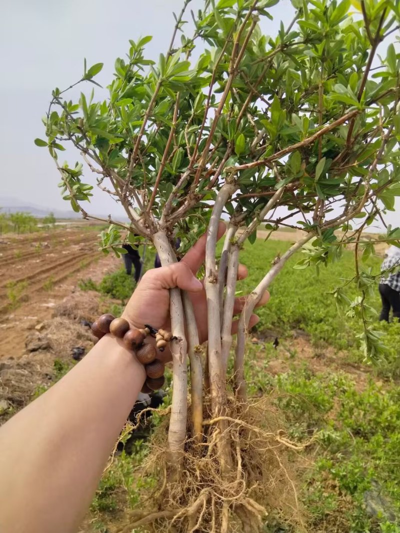 金银花苗，树型金银花一手货源，包技术包回收