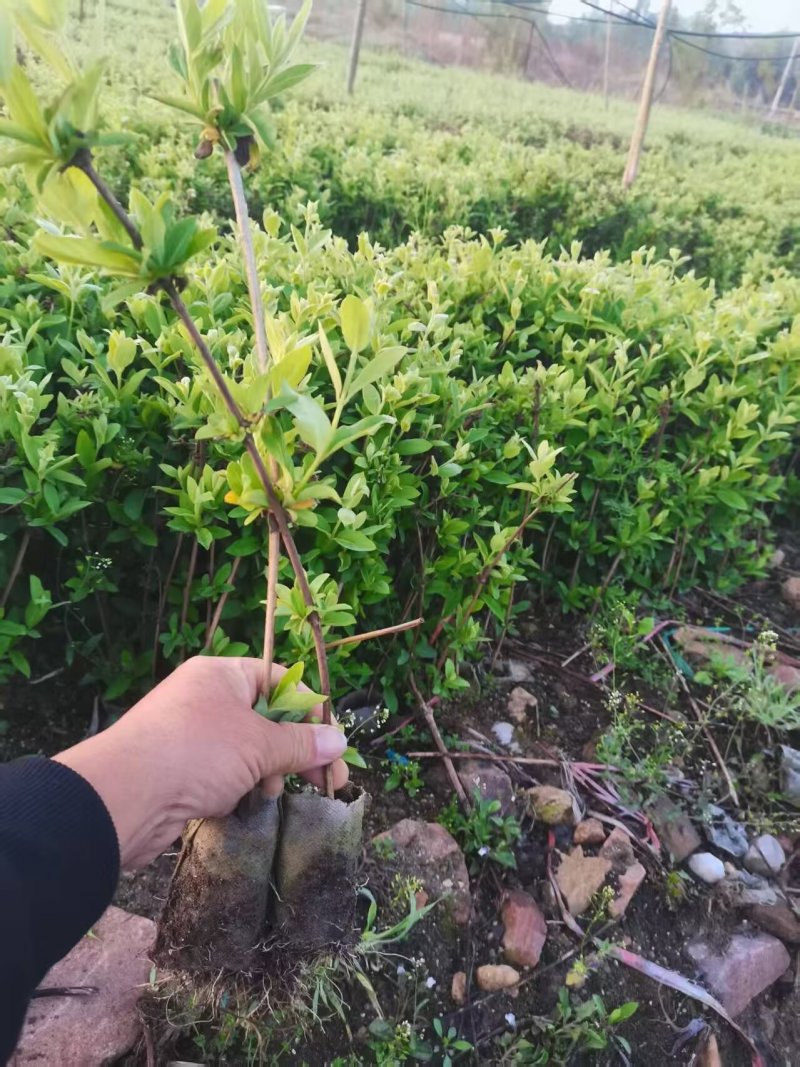 金银花苗，树型金银花一手货源，包技术包回收