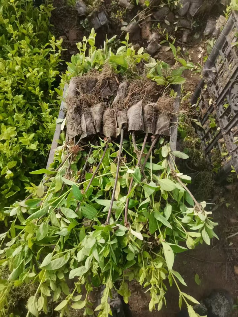 金银花苗，树型金银花一手货源，包技术包回收