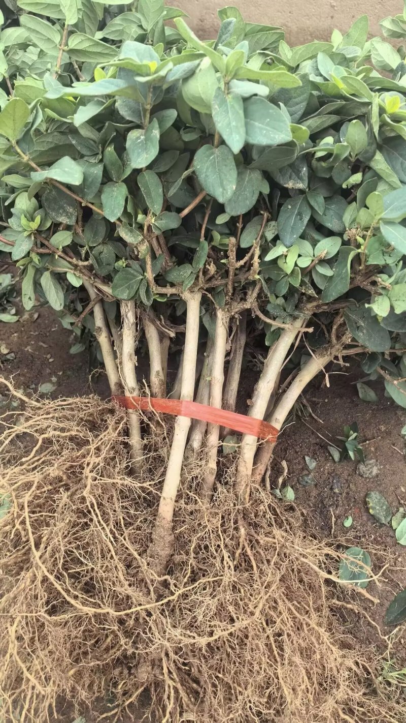 金银花苗，树型金银花一手货源，包技术包回收