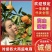 高山蜜橘/特早蜜桔/对接商超电商批发市场/全国发货