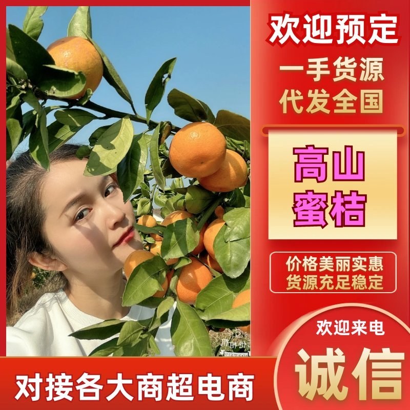 高山蜜橘/特早蜜桔/对接商超电商批发市场/全国发货
