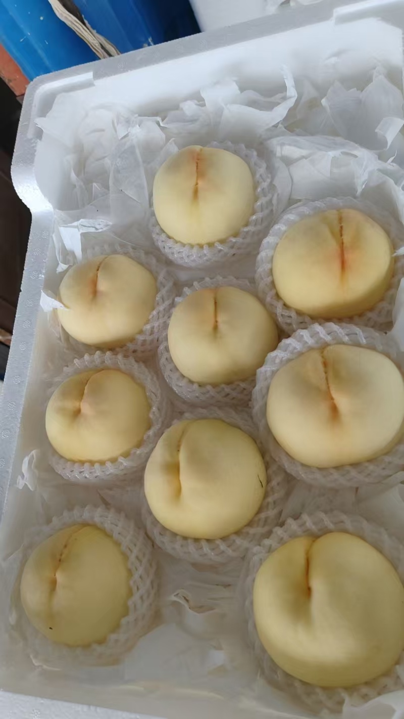 江苏白桃新白凤大量上市中，产地一手货源直发，视频看货