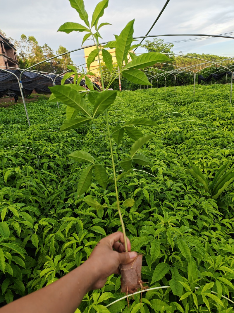 广西一手货源三叉苦苗成活率高一年苗露天苗对接全国欢迎采购