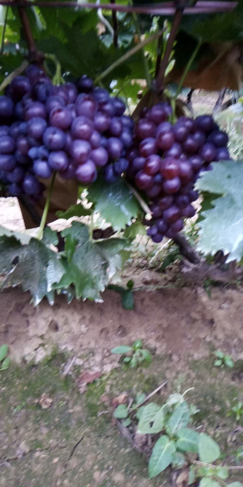 玫瑰葡萄烟台精品大棚玫瑰