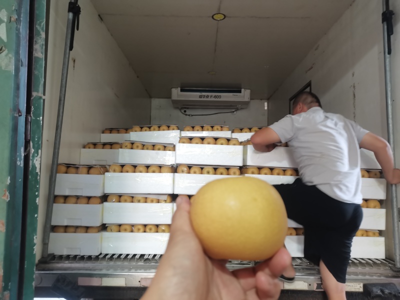 秋月梨上市了，全年有不同品种的梨供应。