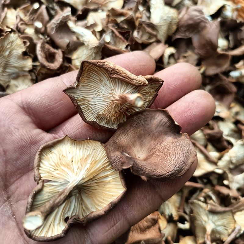 野生草蘑喇叭蘑酒盅蘑去根净重新货东北特产台蘑碗蘑产地批发