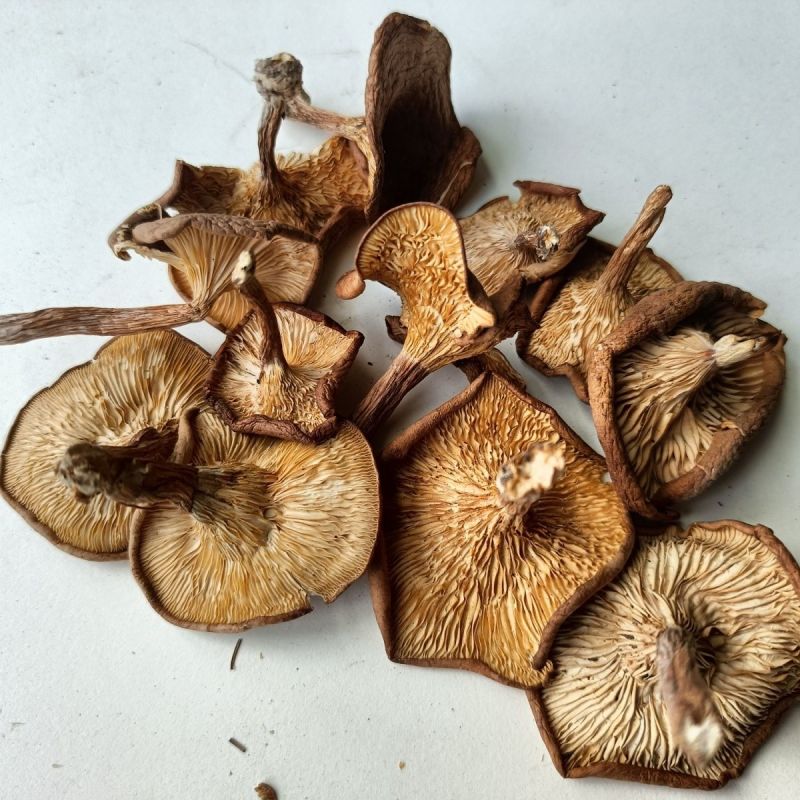 野生草蘑喇叭蘑酒盅蘑去根净重新货东北特产台蘑碗蘑产地批发