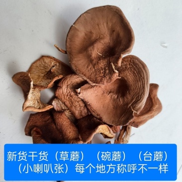 野生草蘑喇叭蘑酒盅蘑去根净重新货东北特产台蘑碗蘑产地批发