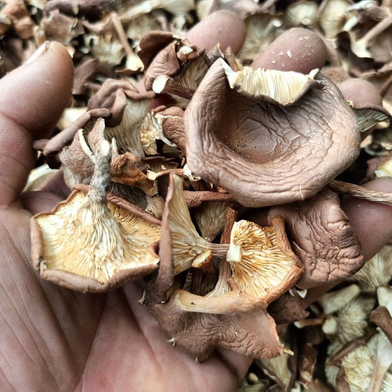野生草蘑喇叭蘑酒盅蘑去根净重新货东北特产台蘑碗蘑产地批发