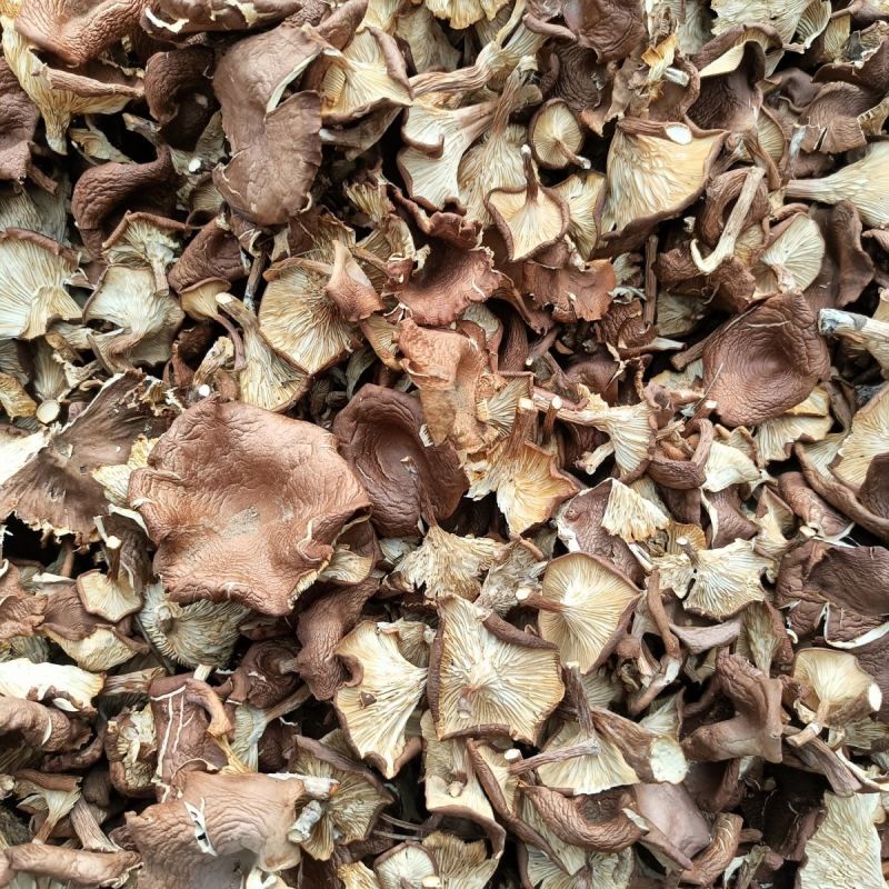 野生草蘑喇叭蘑酒盅蘑去根净重新货东北特产台蘑碗蘑产地批发